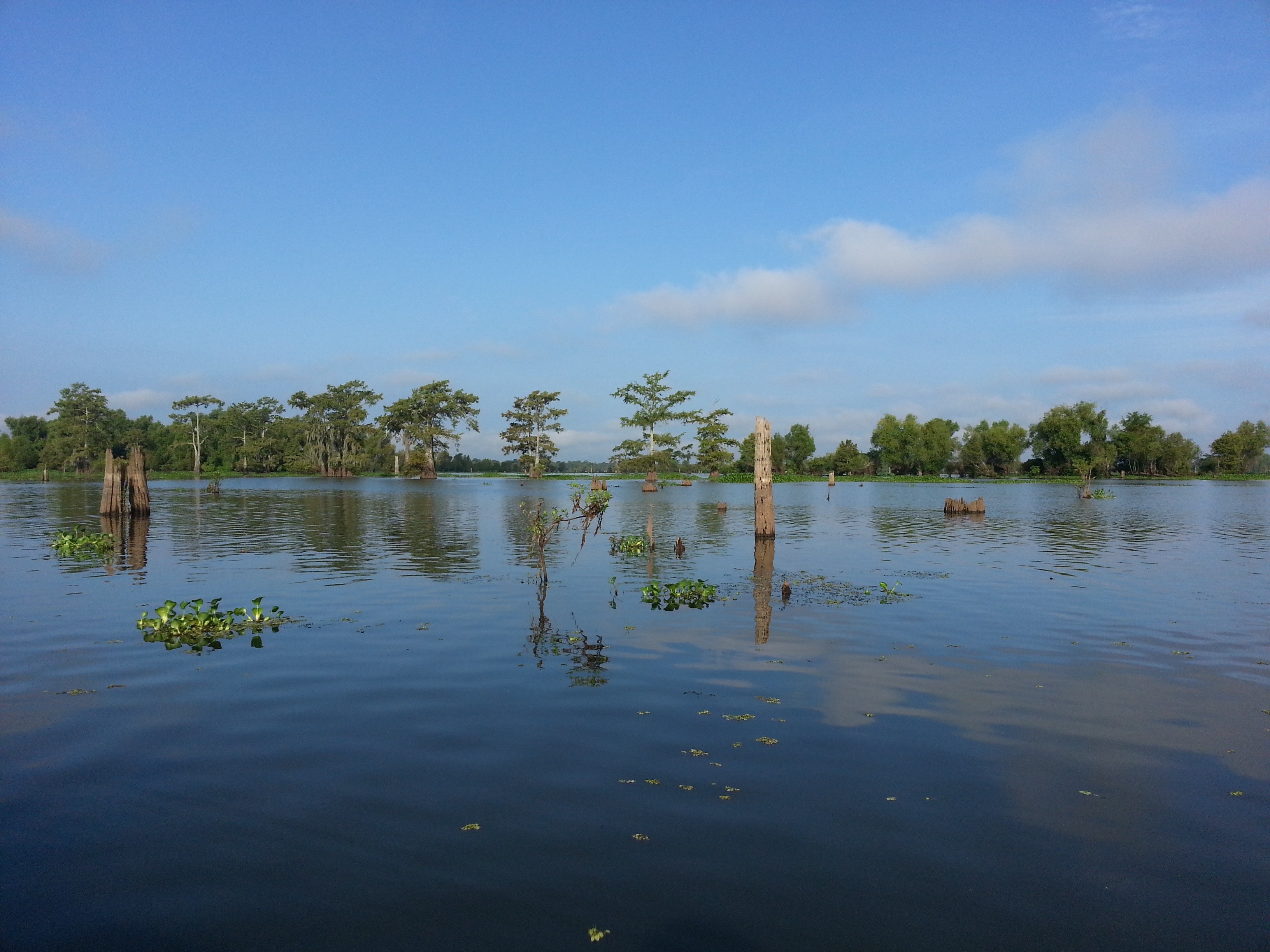 Lake Martin, St Martin Parish, Louisiana 